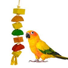 Bird Toys